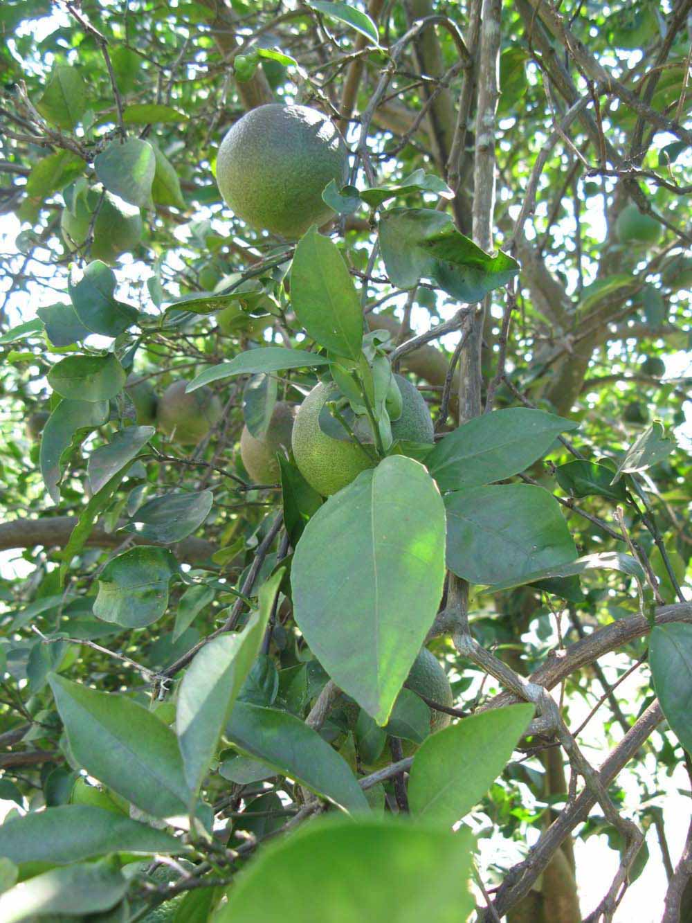              Shade leaves (Winter Haven, FL)       